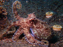 "I Am Strong!" - Veined Octopus with Bodybuilder Pose - P... by Marco Waagmeester 